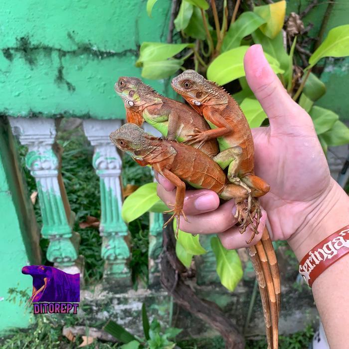 REDAY Terlaris Iguana Super Red Pedes Baby Up Promo Murah