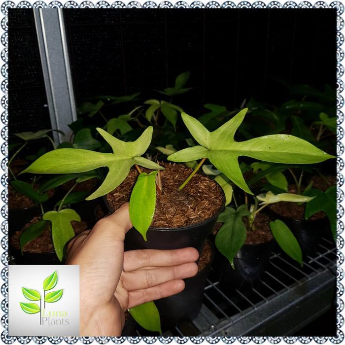 Banana Sport Philodendron Florida Ghost / Tanaman Hias Florida Ghost Varigata