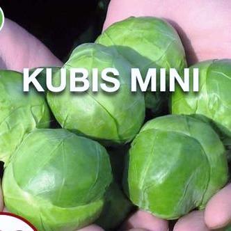 TERLARIS Biji Kubis mini Brussels Sprout Original Benih Kubis Brusseks Belgia