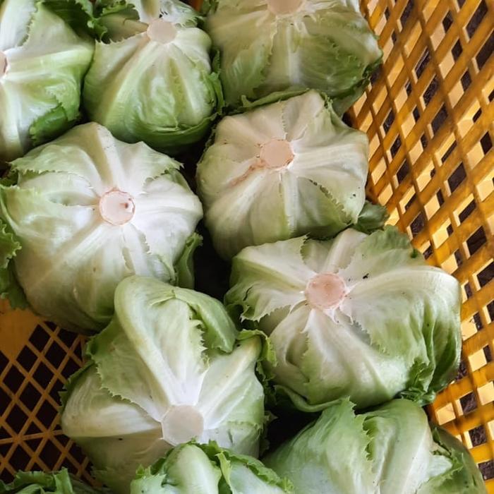 NEW Head Lettuce / Lettuce Kebab 1kg