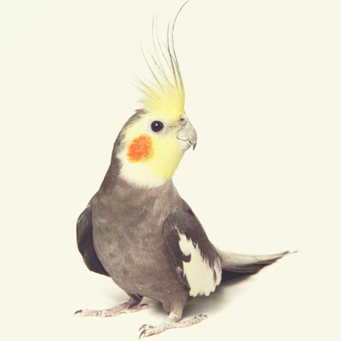 PAKAN BREEDING LOVEBIRD KLI MIXSEEDS 5 KG BREEDING FALK
