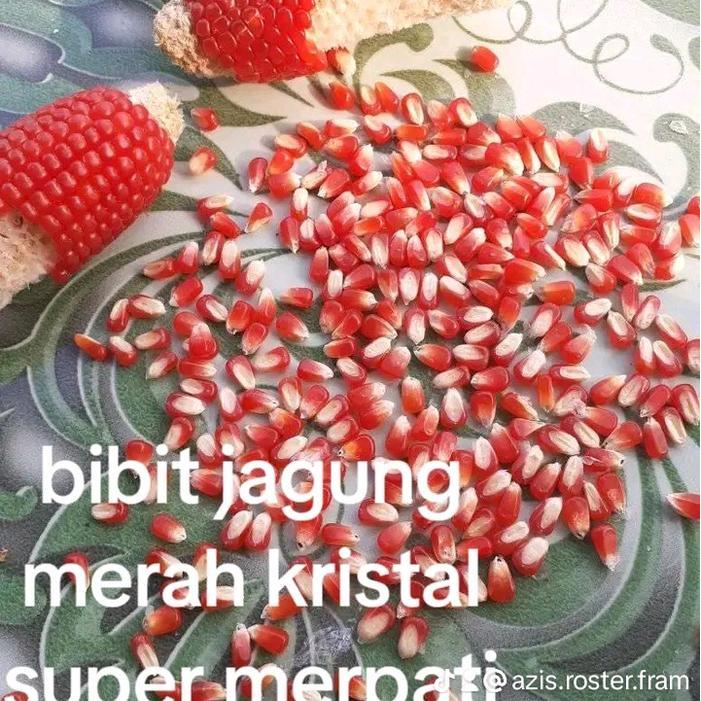 Bibit jagung merah kristal super cililin merpati ayam isi 500 biji