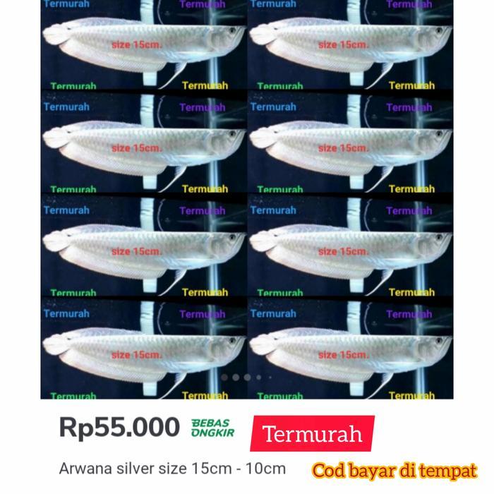 Arwana Silver Size 20Cm+ Terbaru 