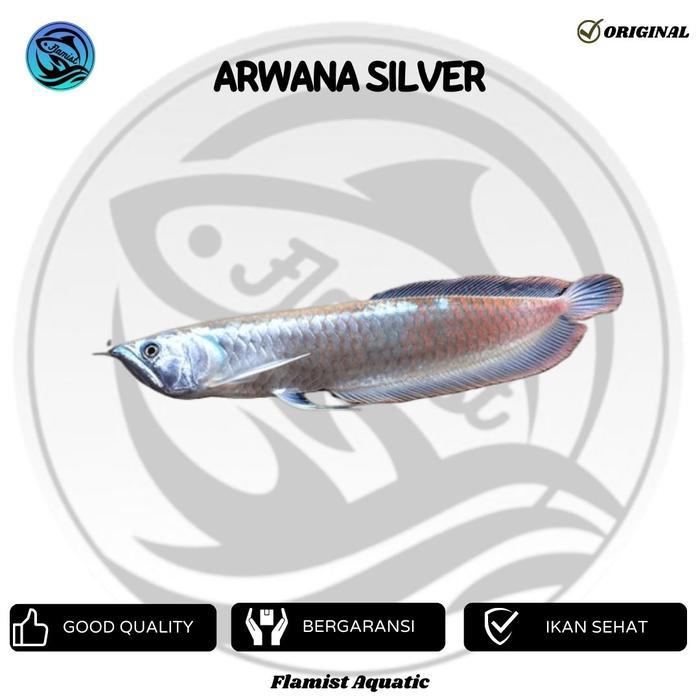Arwana Silver Red 20Cm+- Spesial Sirip Merah Terbaru 