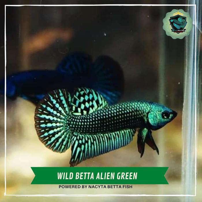 Wild Betta Alien Green Ikan Cupang Alienwild Betta Alien Hybird Terbaru 
