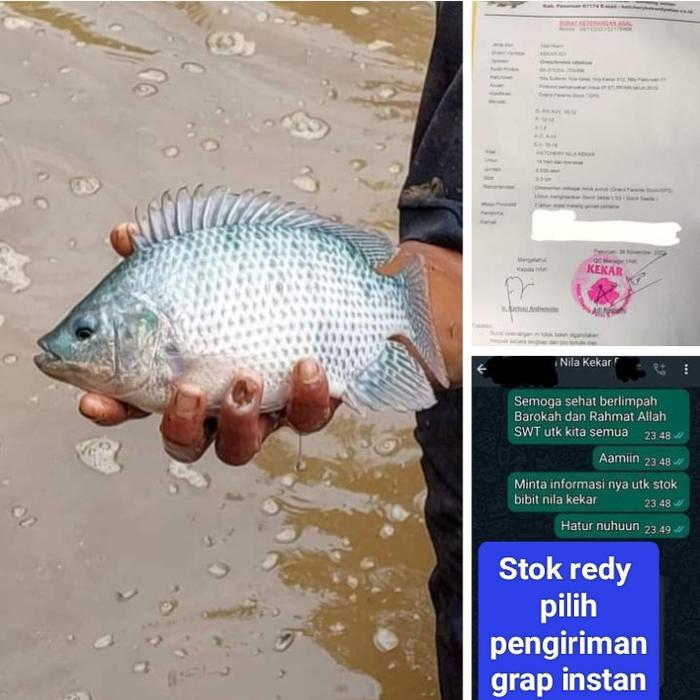 Indukan Nila Kekar Terbaru 