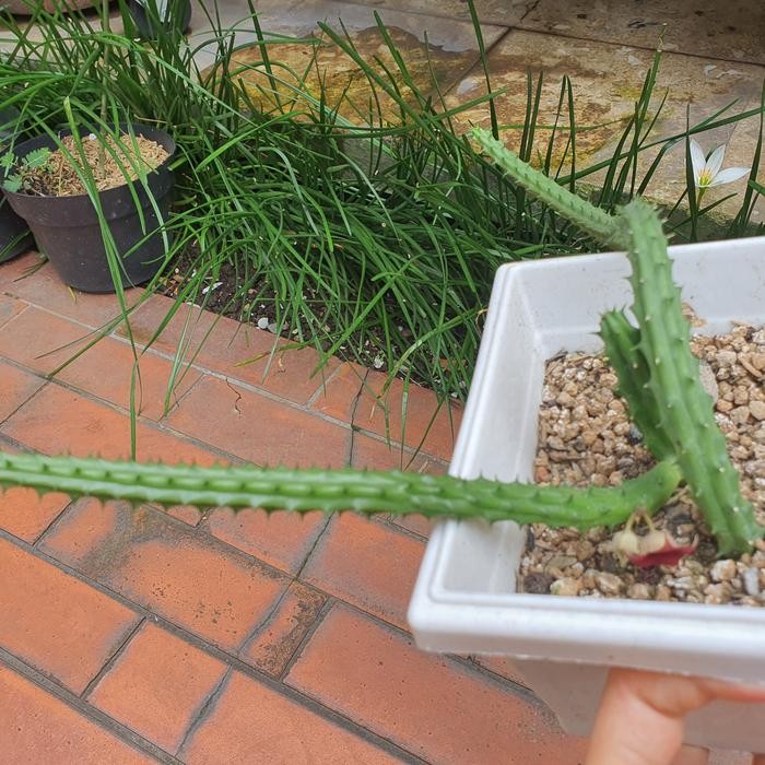 TERMURAH huernia stapelia rosea carrion - sudah pernah berbunga READY STOCK