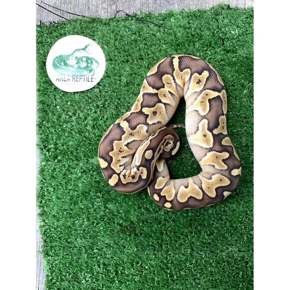 REDAY Terlaris Ball python butter female + mojave male Promo Murah