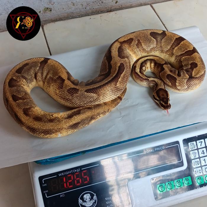 REDAY Terlaris Ball Python Enchi Pied Promo Murah
