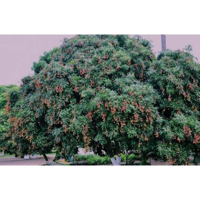 Pohon Buah Leci Hasil Cangkok ORI - Pohon Leaci Siap Berbuah