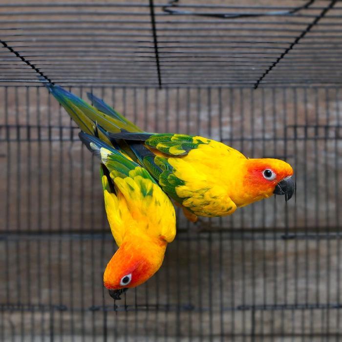 sun conure sepasang dna