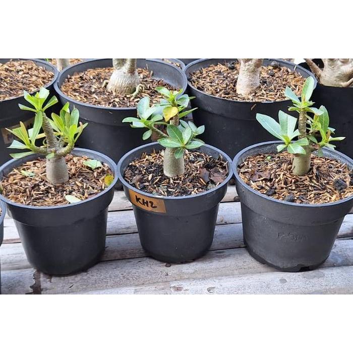 Terbaru Seedling/Bibit Tanaman Hias Adenium Thaisoco Khz (6-9 Bulan)
