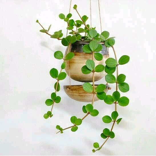 tanaman hoya hope bibit hoya koin tanaman gantung hoya bulat