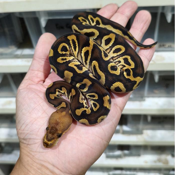 Ready Stock Ball Python Cypress Clown 66% het Desert Ghost FEMALE