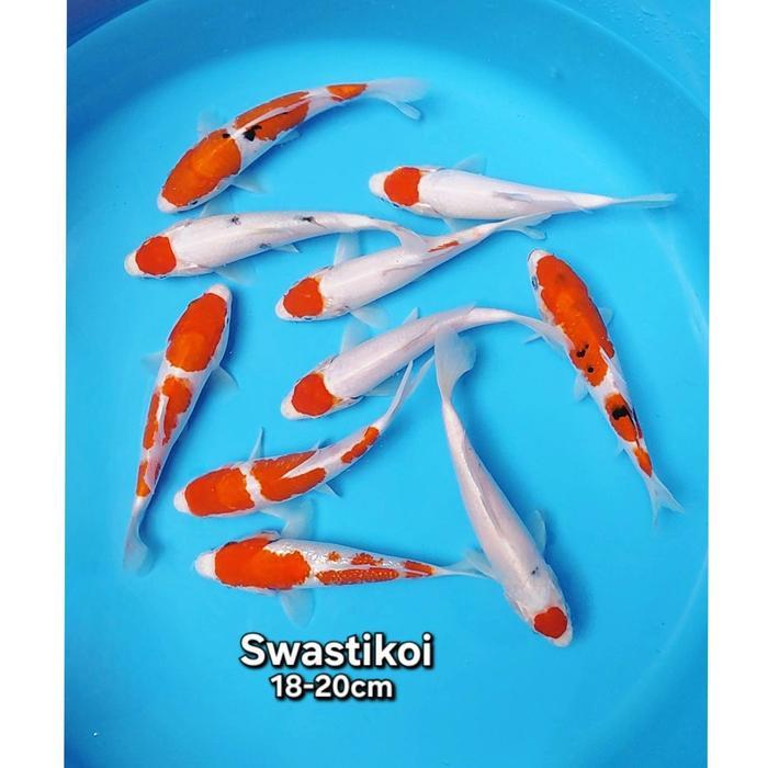 Ikan Koi Blitar Paket 10 Ekor Bagus Terbaru 