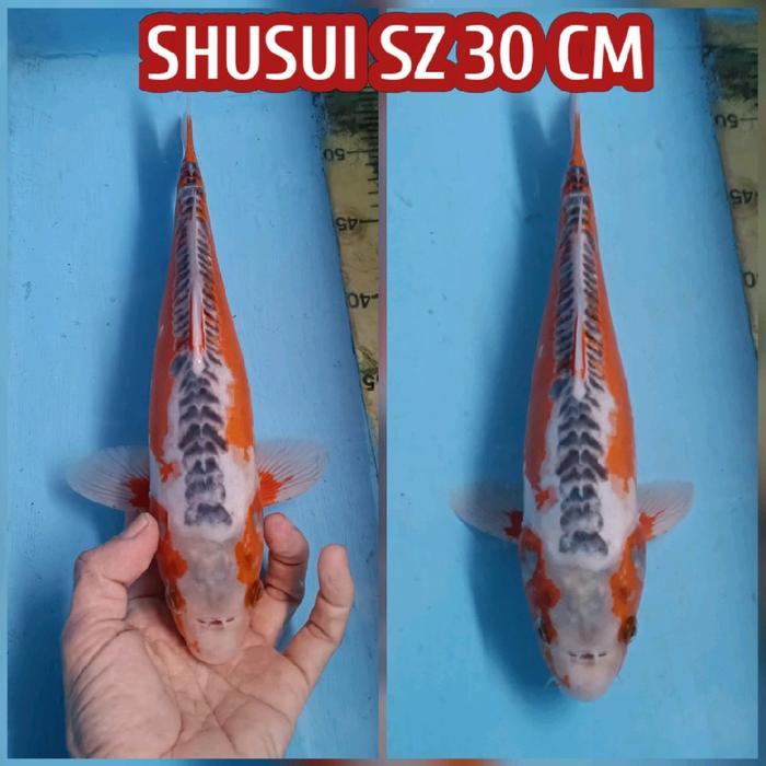 Ikan Koi Blitar Shusui Readyjuga Shiro Utsuri Doitsu Kohaku Sanke Showa Chagoi Jinak Dll Terbaru 