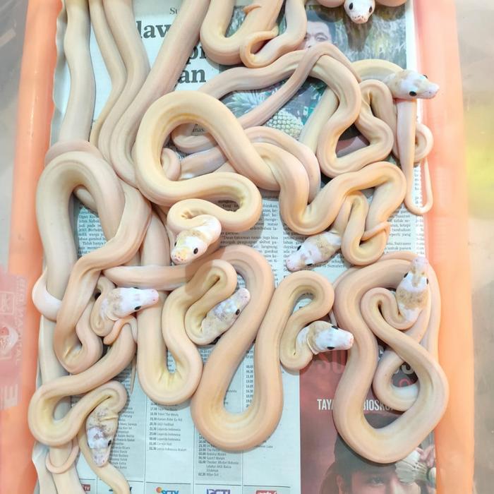 READY GE retic ivory cakep