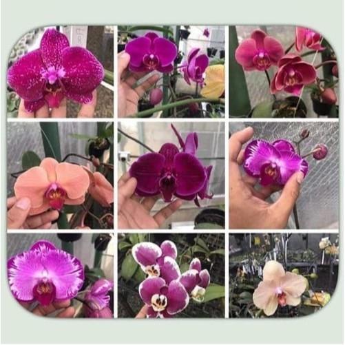 Tanaman hias anggrek bulan spike jumbo anggrek bulan spike Gratis Ongkir