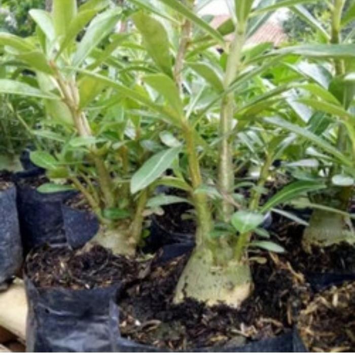 Tanaman kamboja jepang/kamboja bonsai