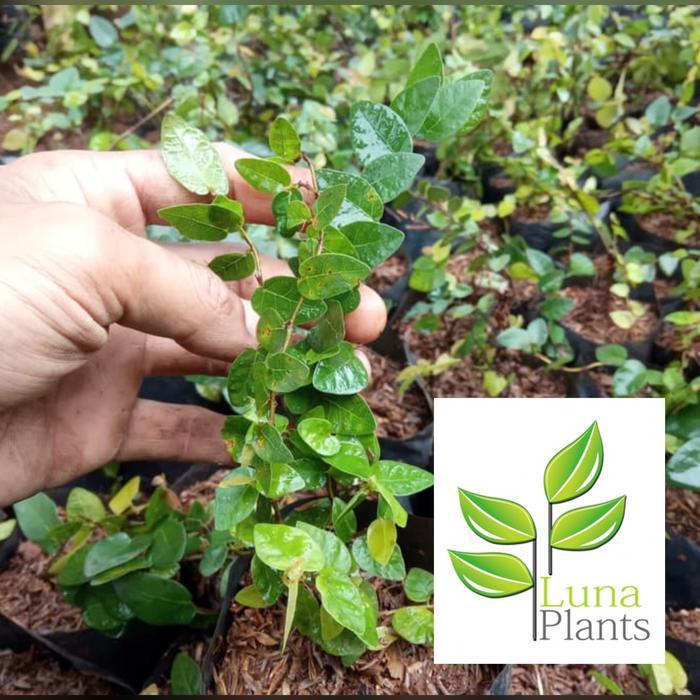 Tanaman rambat daun dolar - dolar mini rambat