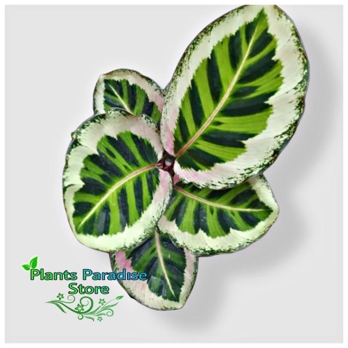 TERLARIS Calathea angela - taan s calathea angela - taan calathea angela READY STOCK