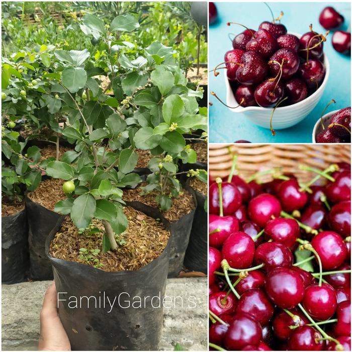 Bibit Tanaman Buah Cherry Jepang / Ceri Jepang cepat berbuah