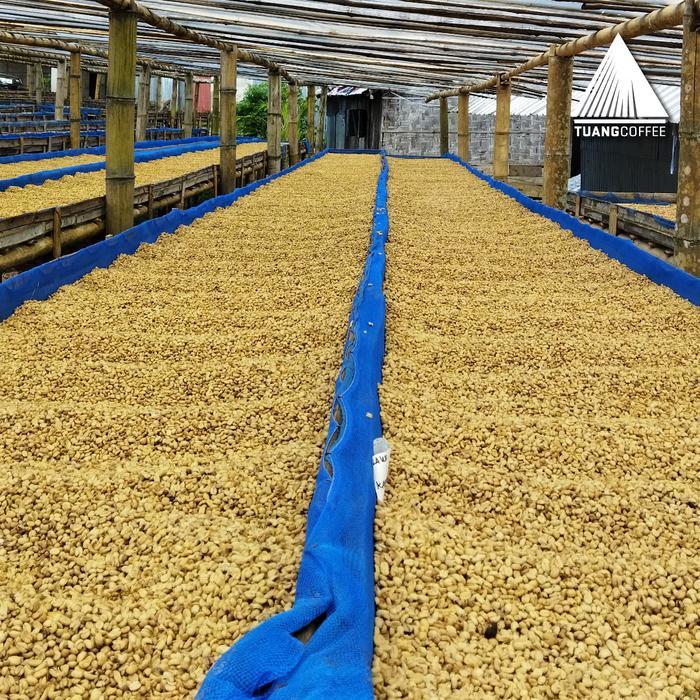 GREEN BEAN ARABICA CLASSIC WASHED - 1KG BIJI KOPI MENTAH FLORES MANGGARAI