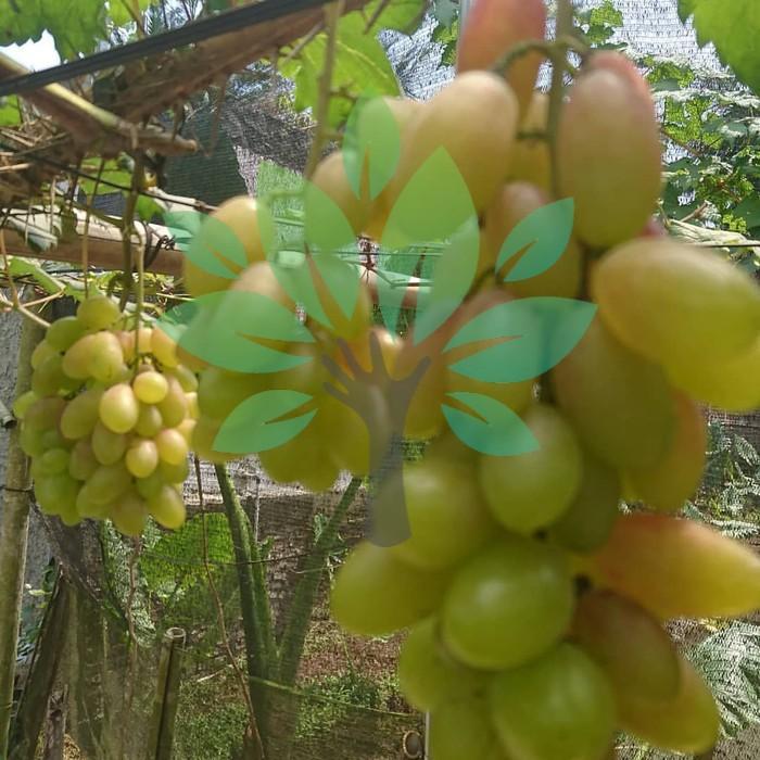 bibit tanaman buah anggur impor dixon-bibit anggur dixon import hijau Terbaik