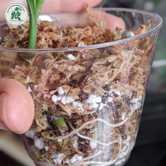 MEDIA TANAMAN BUNGA ANGGREK SPHAGNUM MOSS