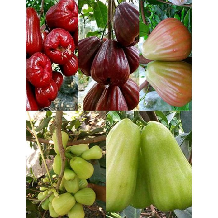 Premium Paket Hemat 2 Bibit Tanaman Jambu Fresh Cangkok Citra Jumbo Gg Mdh Mutiara Hitam Siap Tanam