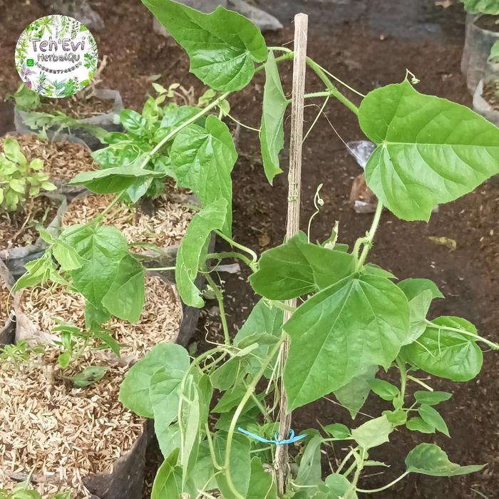 Najwa Gadget Tanaman Buah Rambusa ( Markisa Hutan)