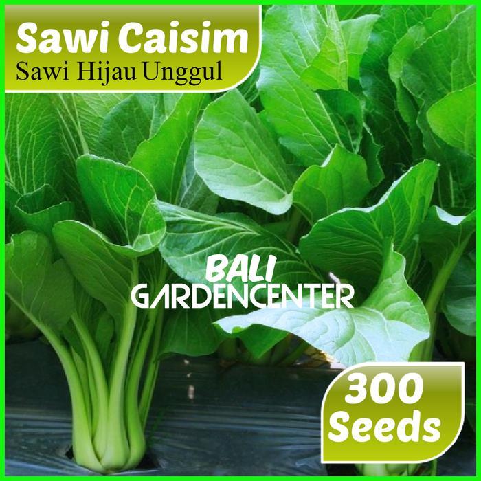 BENIH BIJI SAWI CAISIM - SAWI HIJAU UNGGUL