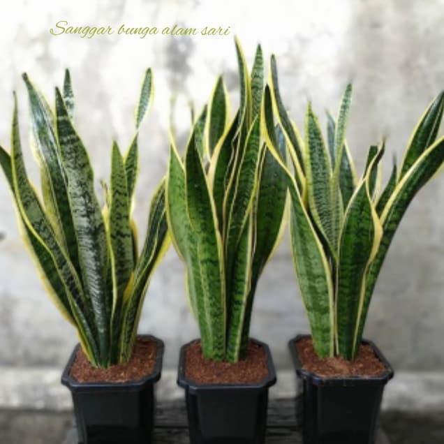 Stok Baru Tanaman Hias Lidah Mertua Rimbun + Pot Panjang Size 50 cm