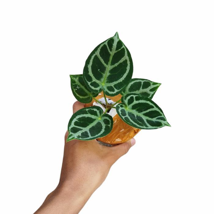 KUPING GAJAH DORAYAKI MANGKOK