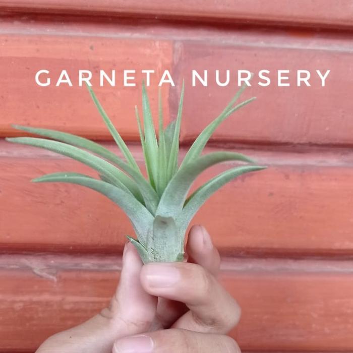 ASLI Tillandsia Hybrid (Concolor x Capitata Roja) READY STOCK