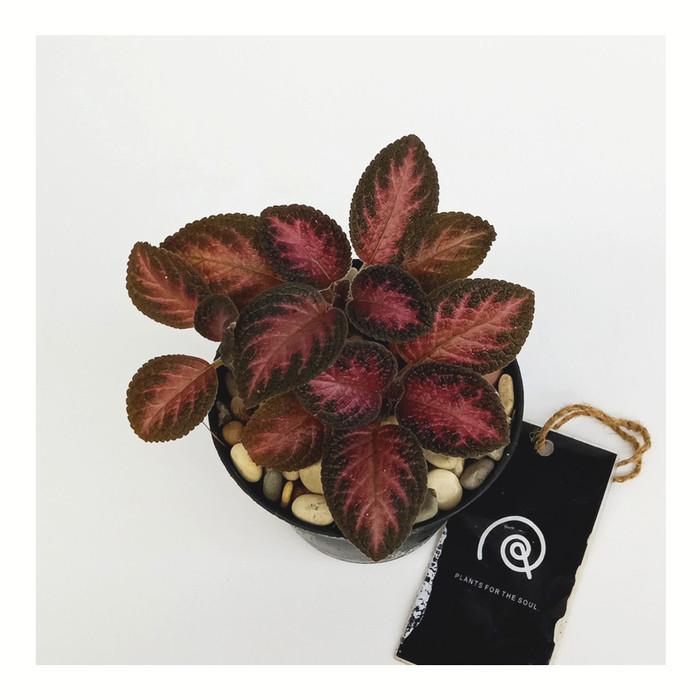 Episcia cupreata 'Strawberry Patch' - Tanaman hias bunga / houseplant