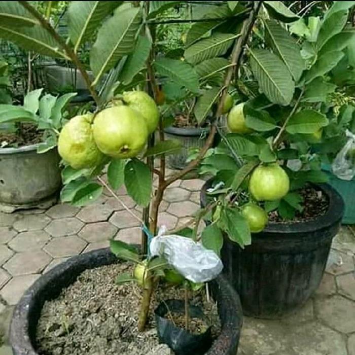 Benih Bibit Jambu Kristal Tanpa Biji Stok Selalu Ready Siap Dipesan