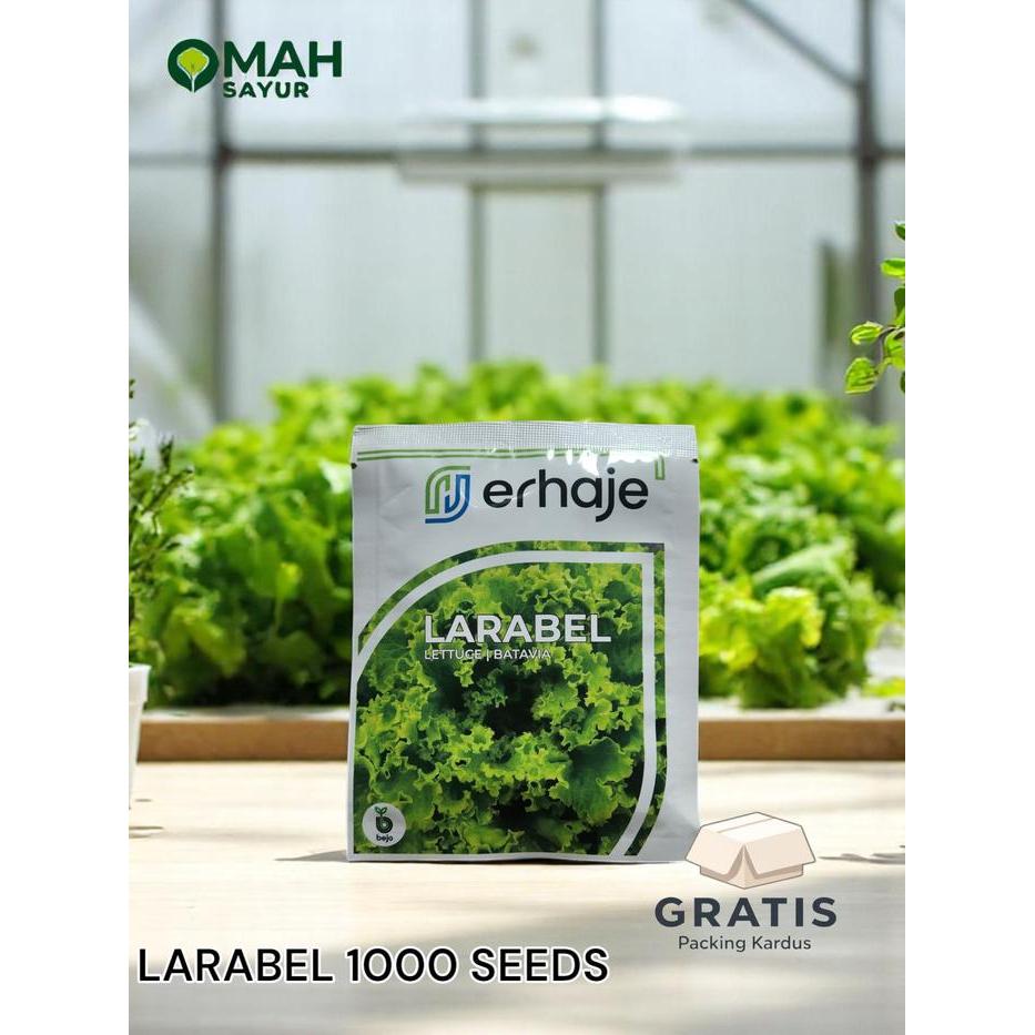 [1000 Pills] Benih Selada Bejo LARABEL Benih Lettuce Batavia By Bejo Seeds