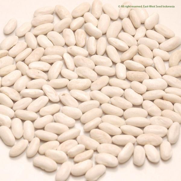 Najwa Gadget Buncis Logawa.Benih Logawa,Benih Buncis Logawa 500 Gram