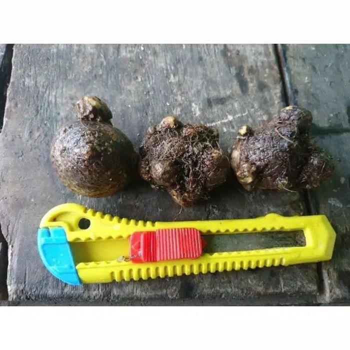 Najwa Gadget Paket Isi 8 Bonggol Keladi //Free 1 Bonggol Cat Tumpah