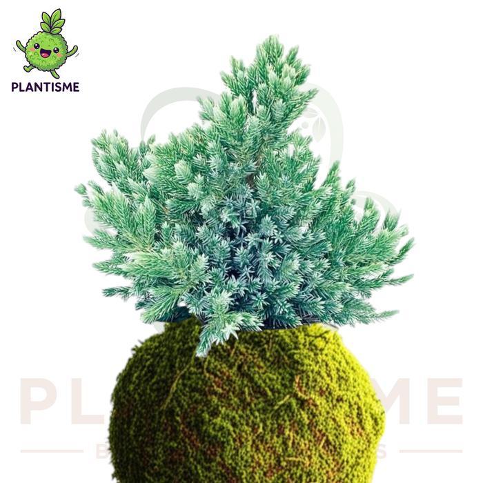 Mossball Cemara Perak Juniperus Squamata Blue Star Little Planet Tanaman Bonsai Mini Tropis