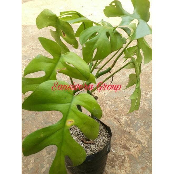 Tanaman Monstera Jari / Philodendron Monstera Deliciosa