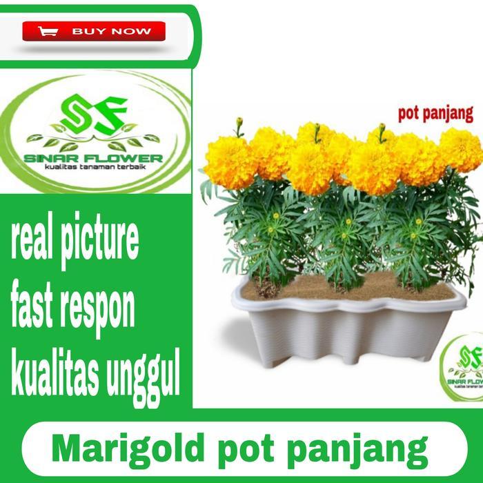 Bunga marigold pot panjang/bunga hias/tanaman marigold di pot panjang