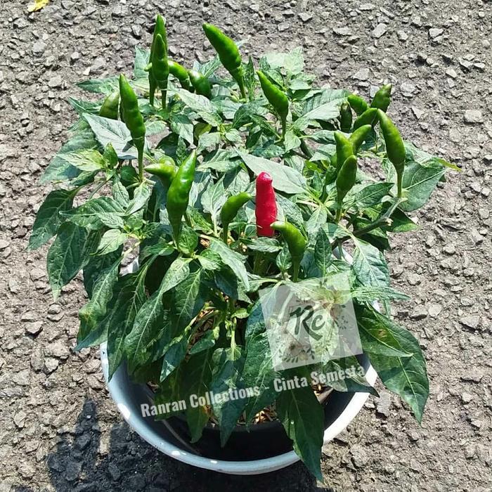 Bibit Tanaman Hias Hidup Cabe Cabai Rawit Pepper PLUS POT