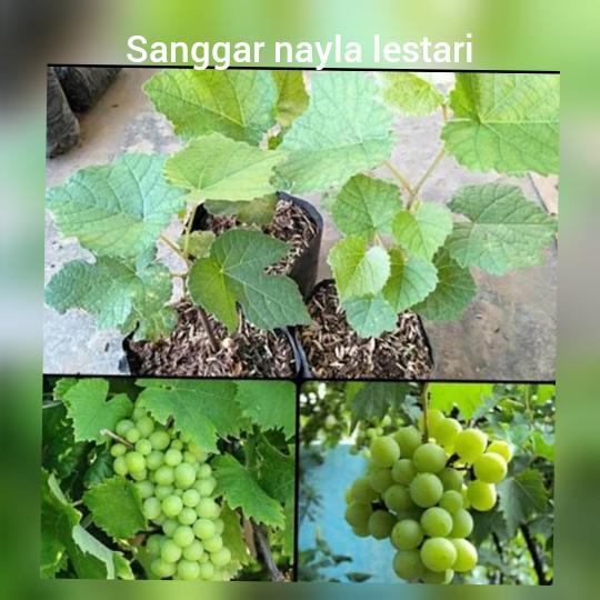 Pohon buah anggur hijau /pohon anggur blom berbuah