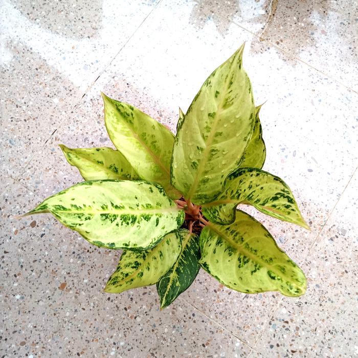 ASLI aglonema lucky/Frozen Remaja daun rimbun READY STOCK