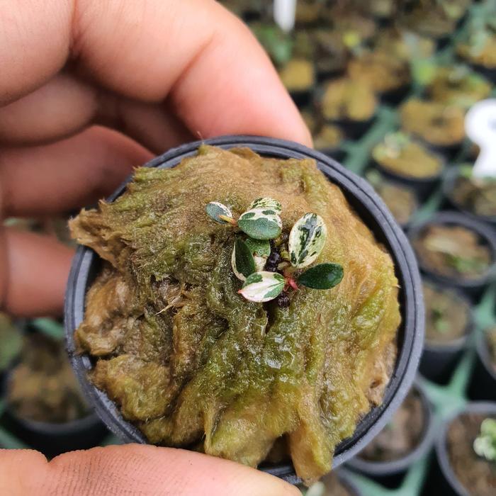 BUCEPHALANDRA VARIGATA (NET POT 5CM)