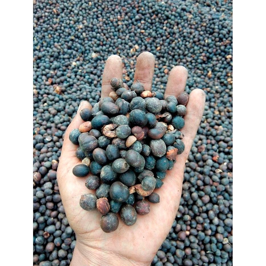 "New" Greenbean Robusta Dampit-Java Robusta 1Kg