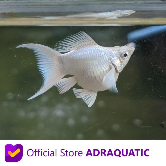 Sale Terlaris Ikan Hias Molly Cagak Platinum Air Tawar