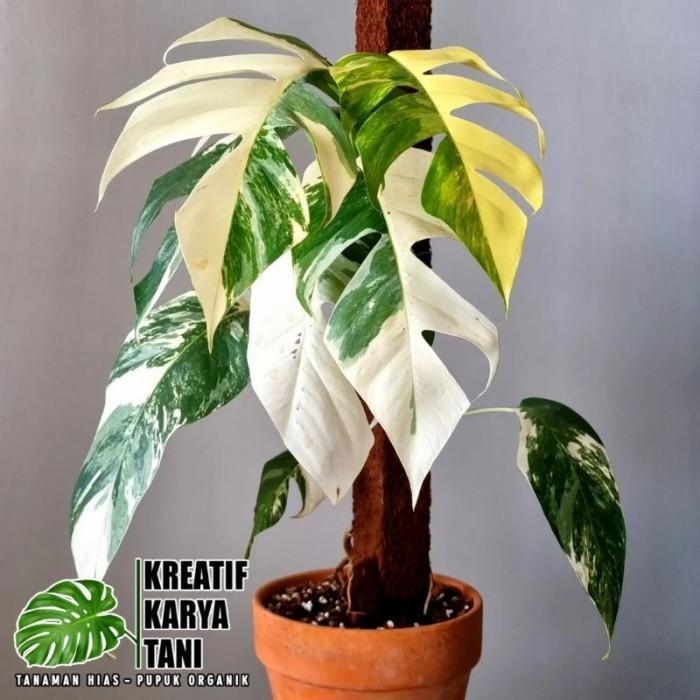 Tanaman hias Epipremnum Pinnatum Varigata - Epipremnum Varigata